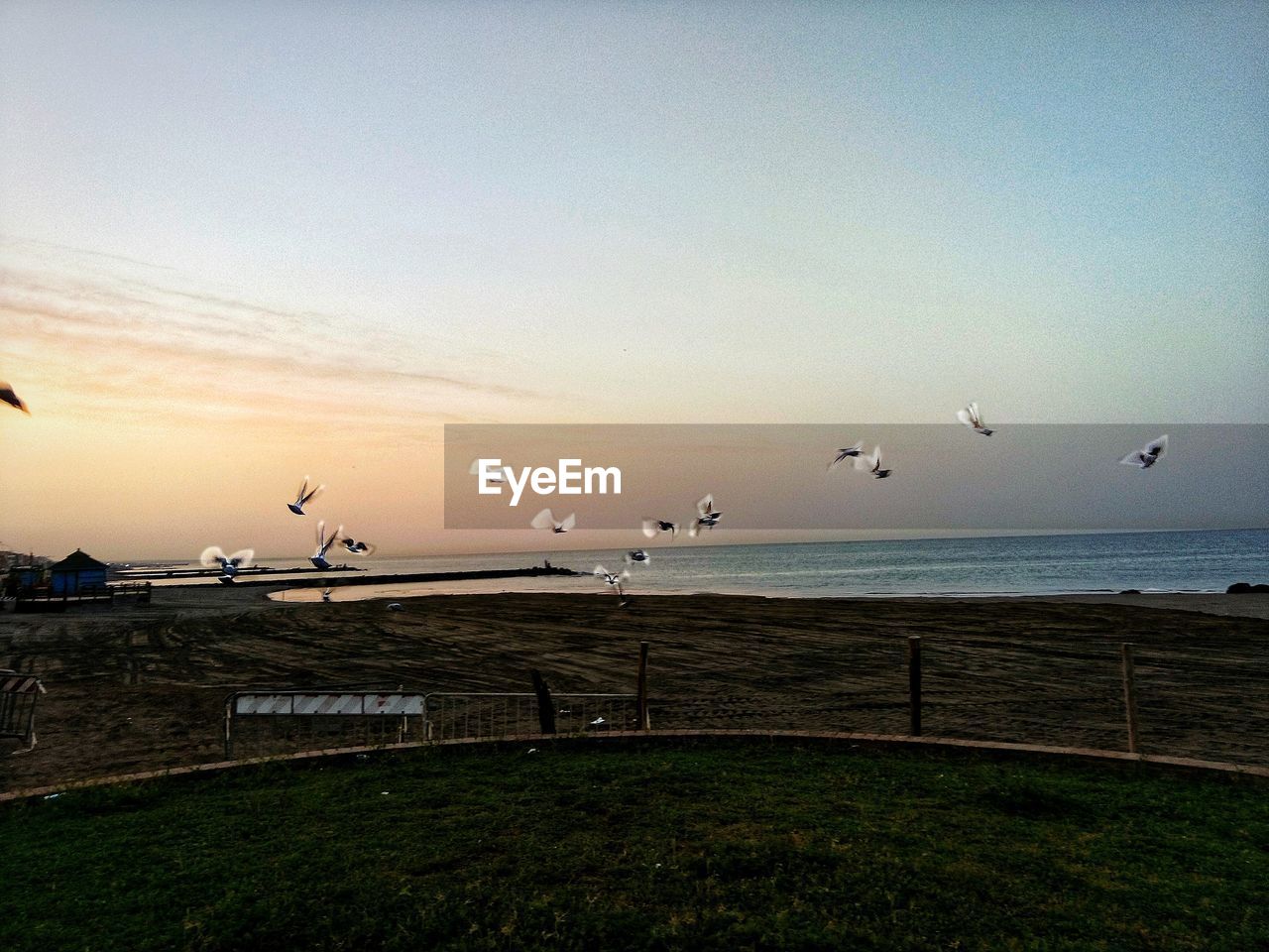 BIRDS FLYING OVER SEA