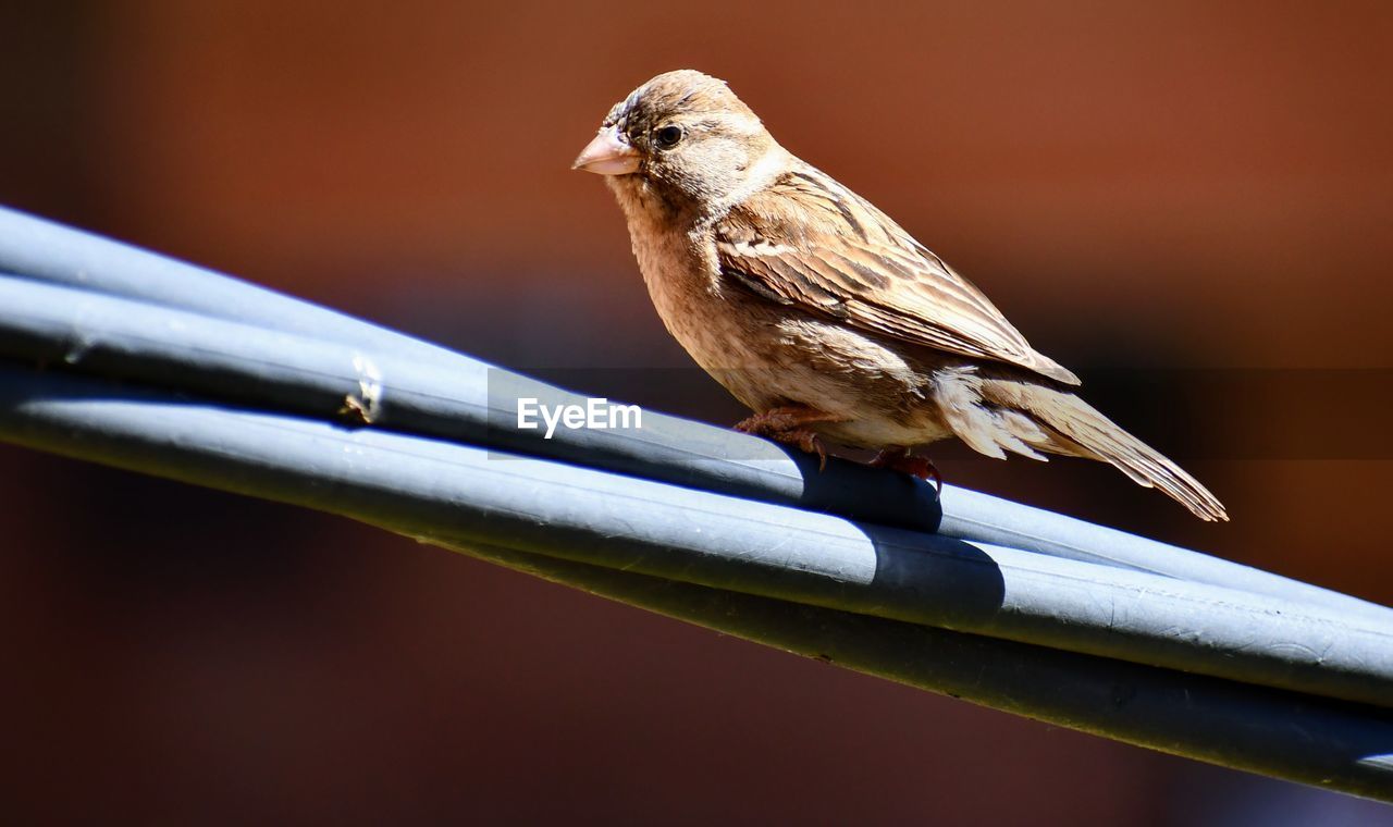 Close-up of bird perching on railing