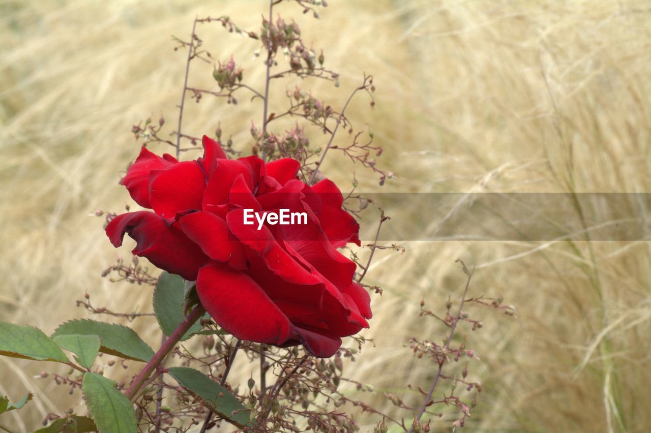 CLOSE-UP OF RED FLOWERS