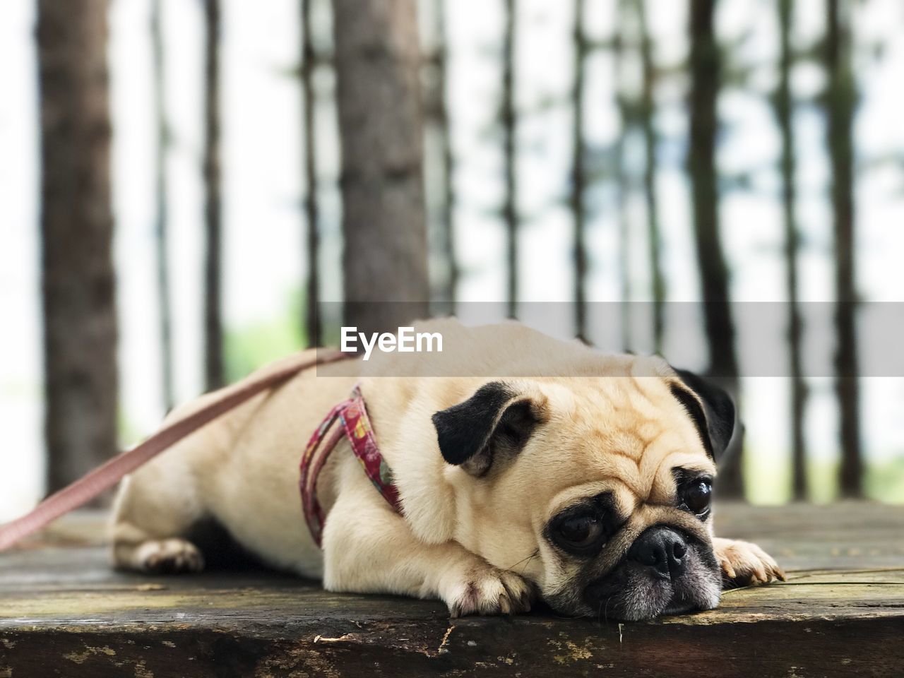 CLOSE-UP PORTRAIT OF DOG LYING DOWN ON WOOD