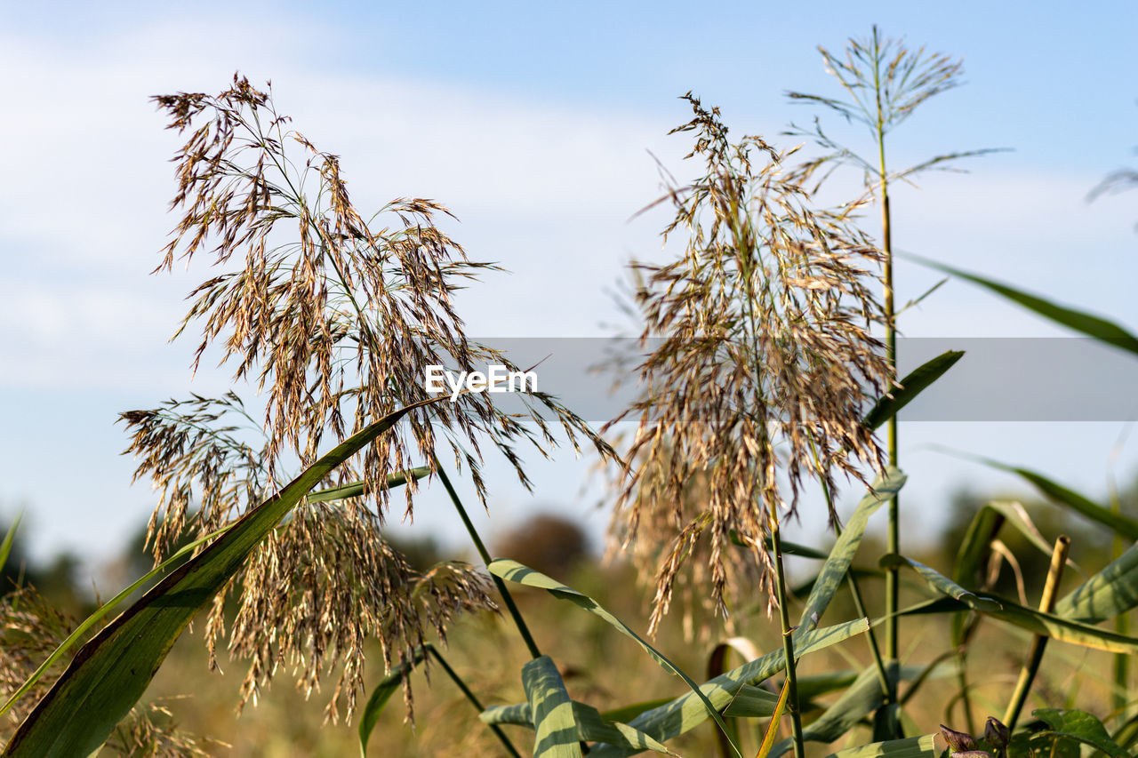 LOW ANGLE VIEW OF DRY PLANTS ON FIELD