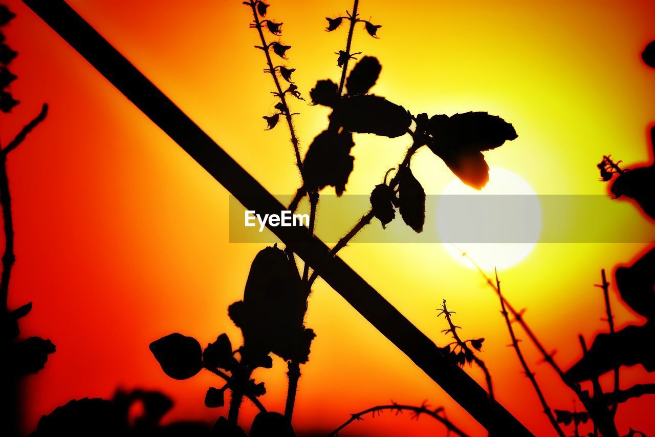 LOW ANGLE VIEW OF SILHOUETTE PLANT AGAINST ORANGE SKY