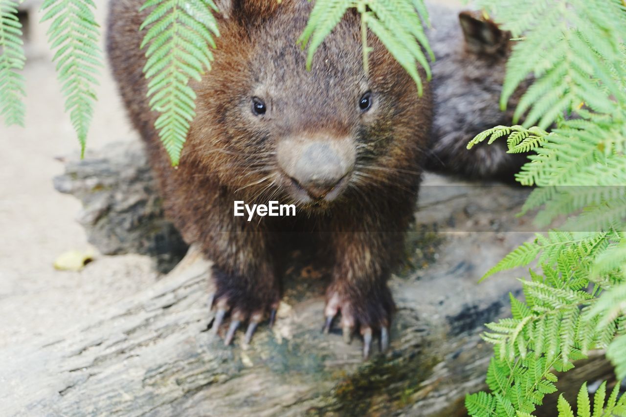 Cute little wombat looking into the camera. australian wildlife, northern queensland.