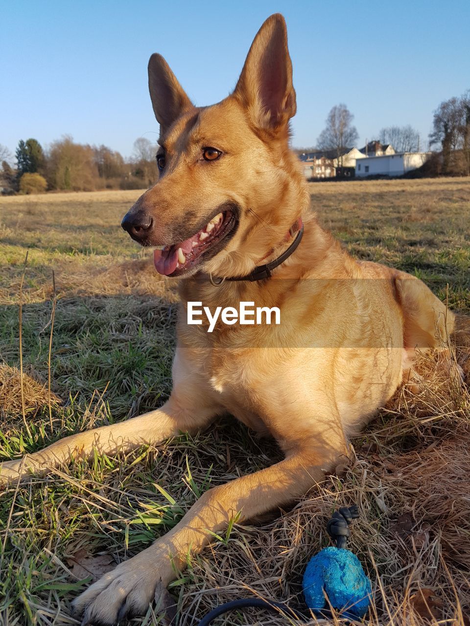 DOG SITTING ON FIELD AGAINST SKY