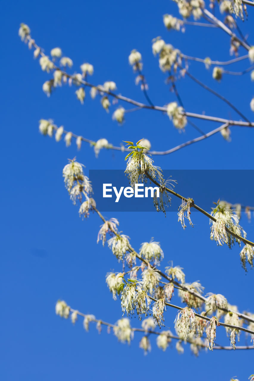 plant, flower, branch, blossom, blue, nature, sky, beauty in nature, tree, flowering plant, clear sky, no people, growth, freshness, springtime, fragility, low angle view, day, outdoors, spring, close-up, produce, twig, white, sunlight, frost, sunny, tranquility, leaf