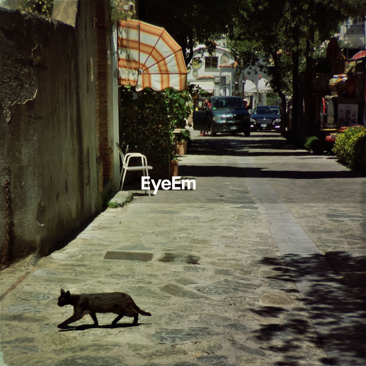 Cat crossing street amidst buildings