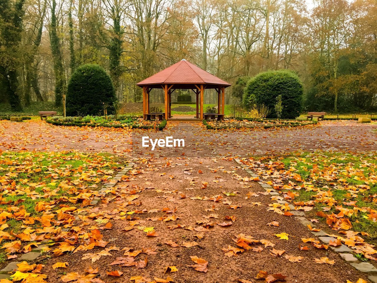 VIEW OF AUTUMN LEAVES ON LAND