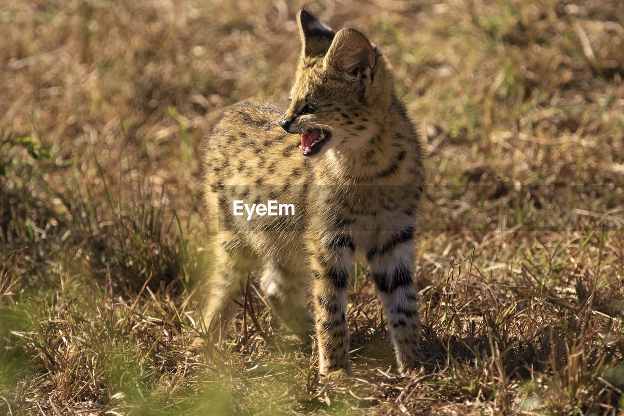 Wild serval kitten