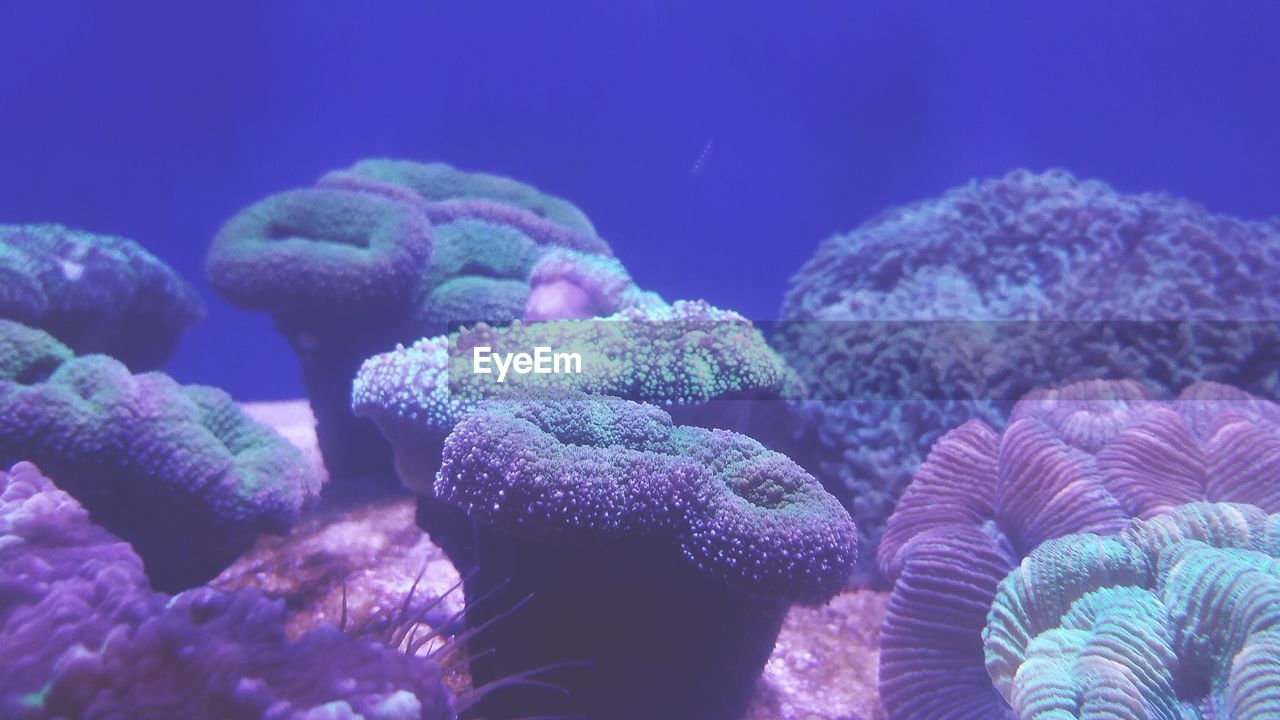 Close-up of coral underwater