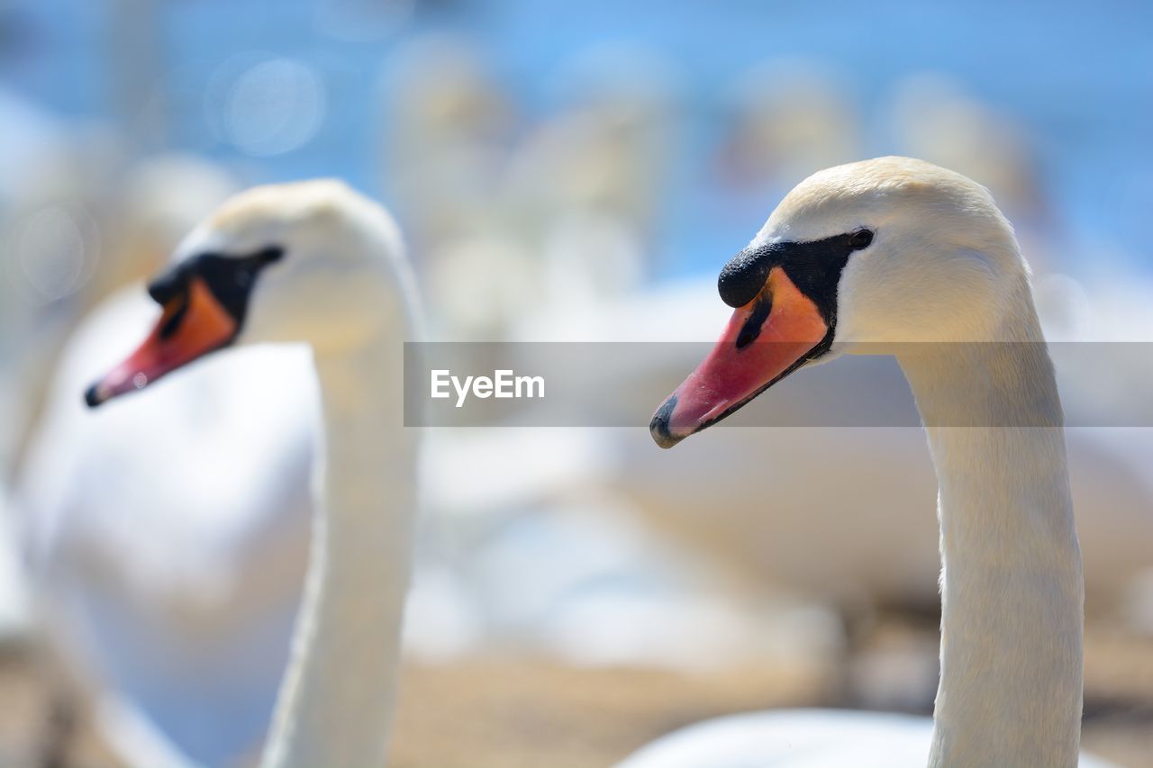 Close-up of swans swimming on lake