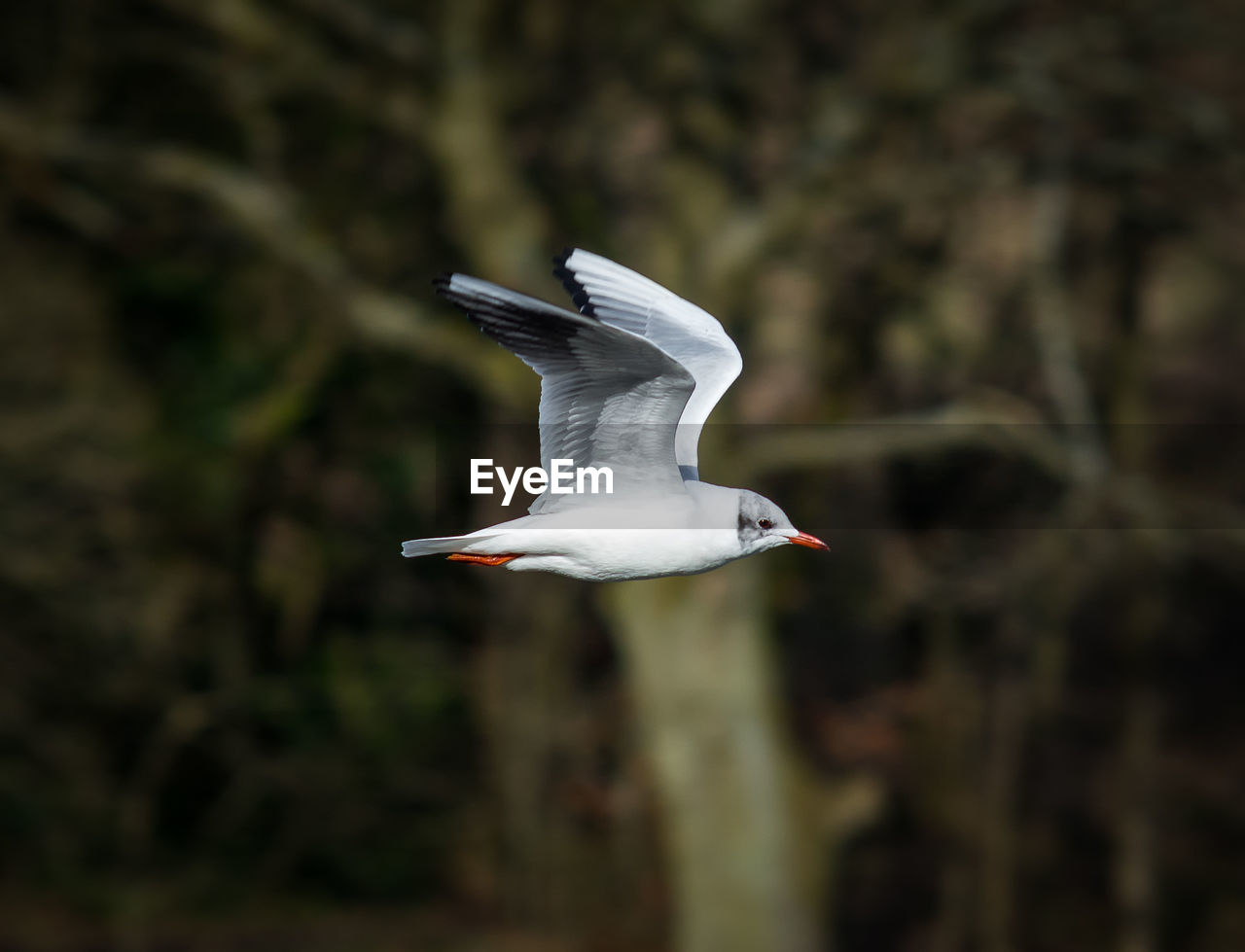 Seagull flying in forest