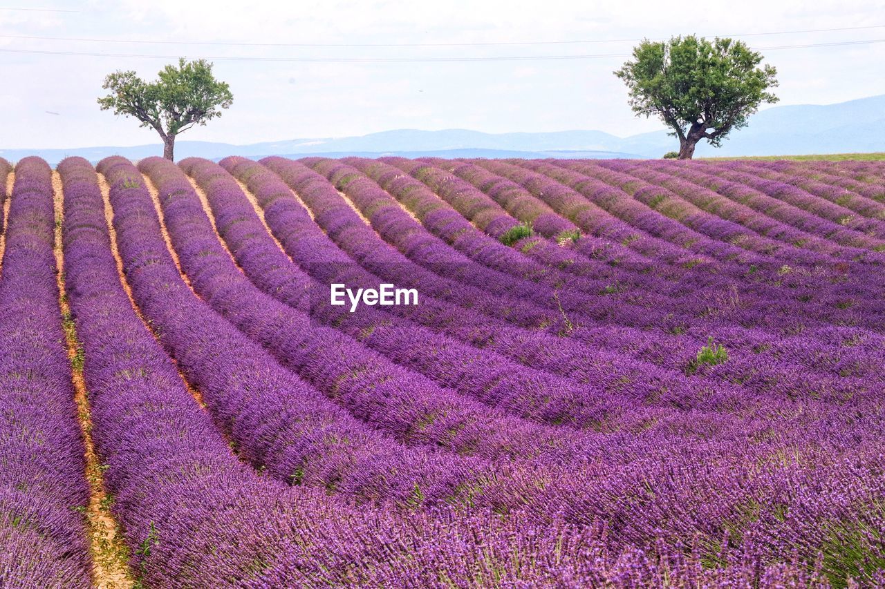 Scenic view of lavender field against sky