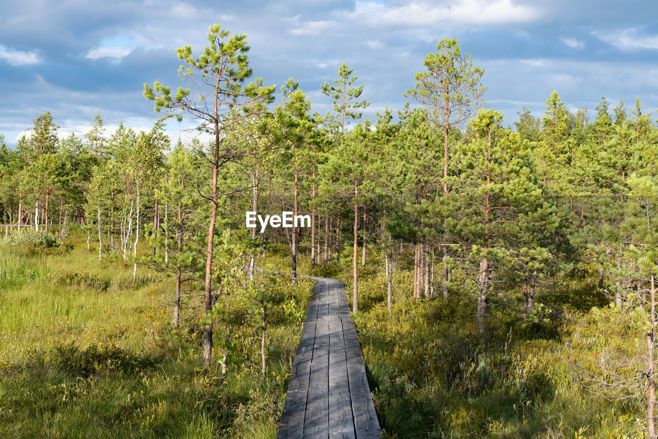 Wooden path in beautiful pine tree forest