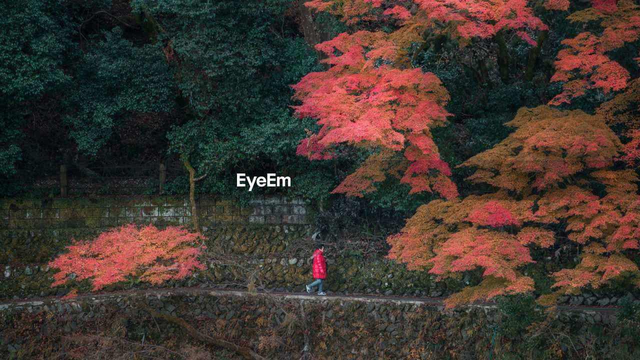 PERSON STANDING IN AUTUMN FOREST