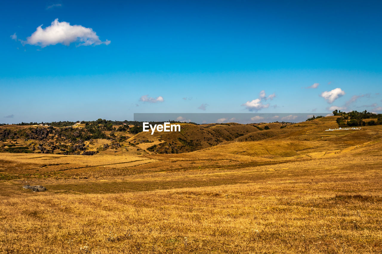 Yellow grass field with blue sky wallpaper left space for text 