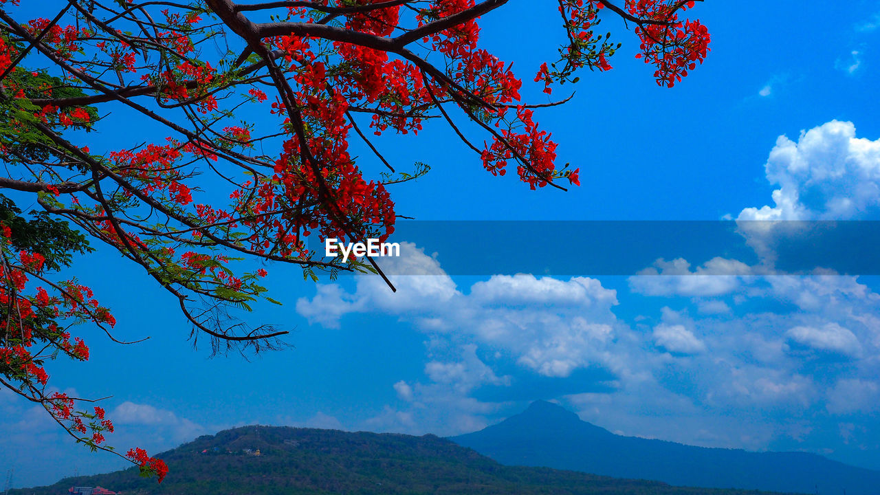 LOW ANGLE VIEW OF TREES AGAINST SKY