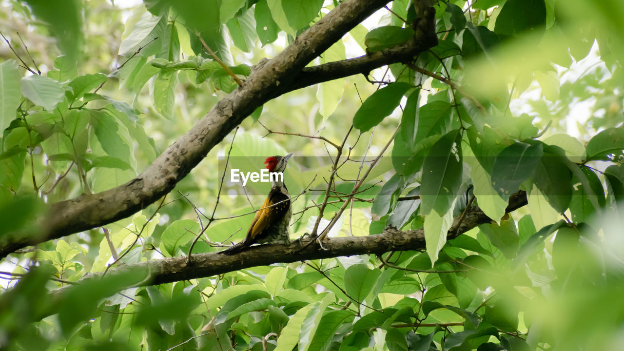 Low angle view of bird perching on tree