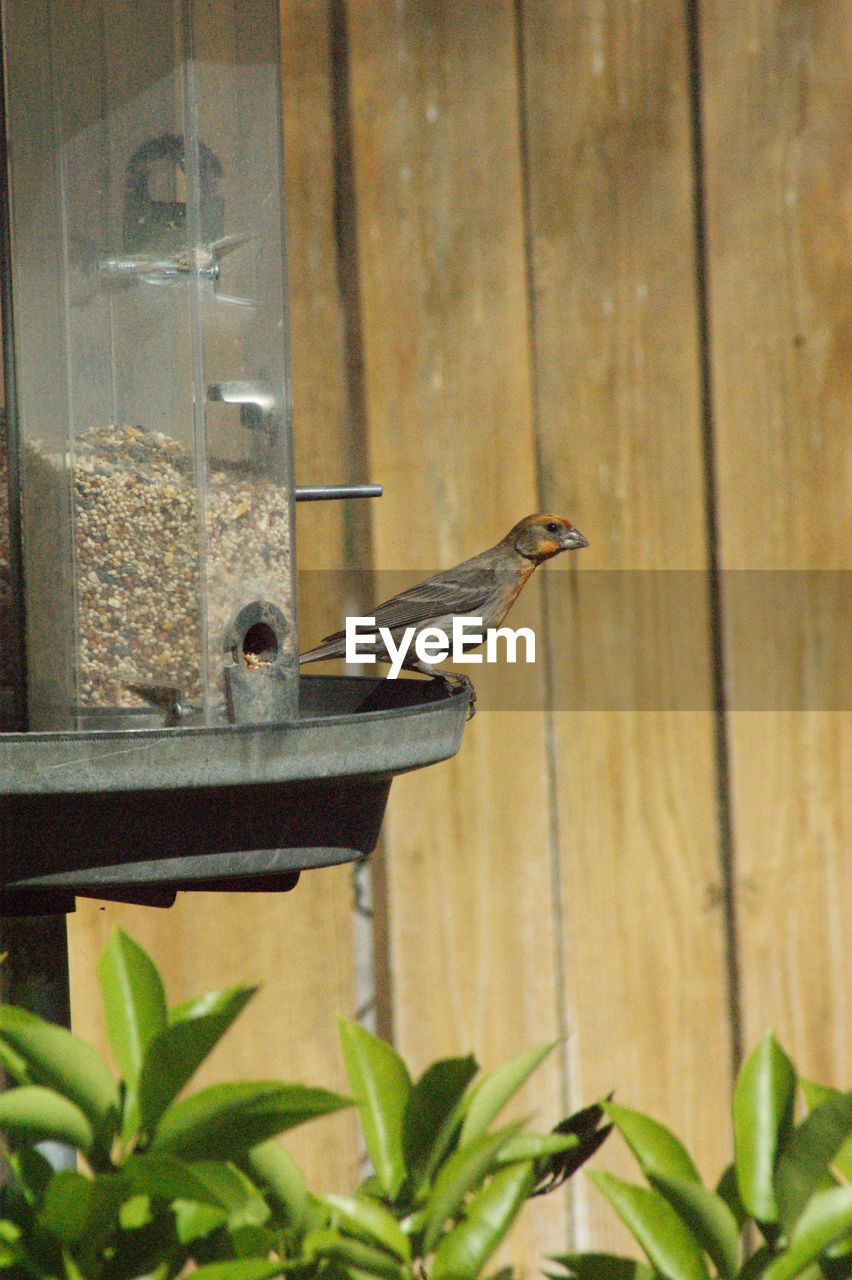 CLOSE-UP OF BIRD PERCHING ON FEEDER BY WOODEN POST