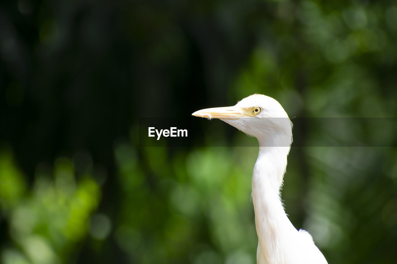 CLOSE-UP SIDE VIEW OF A BIRD