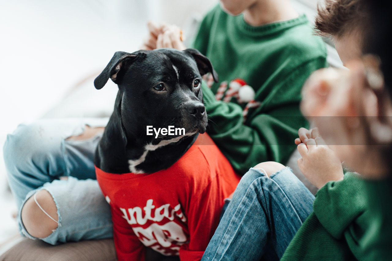 Dog on blanket