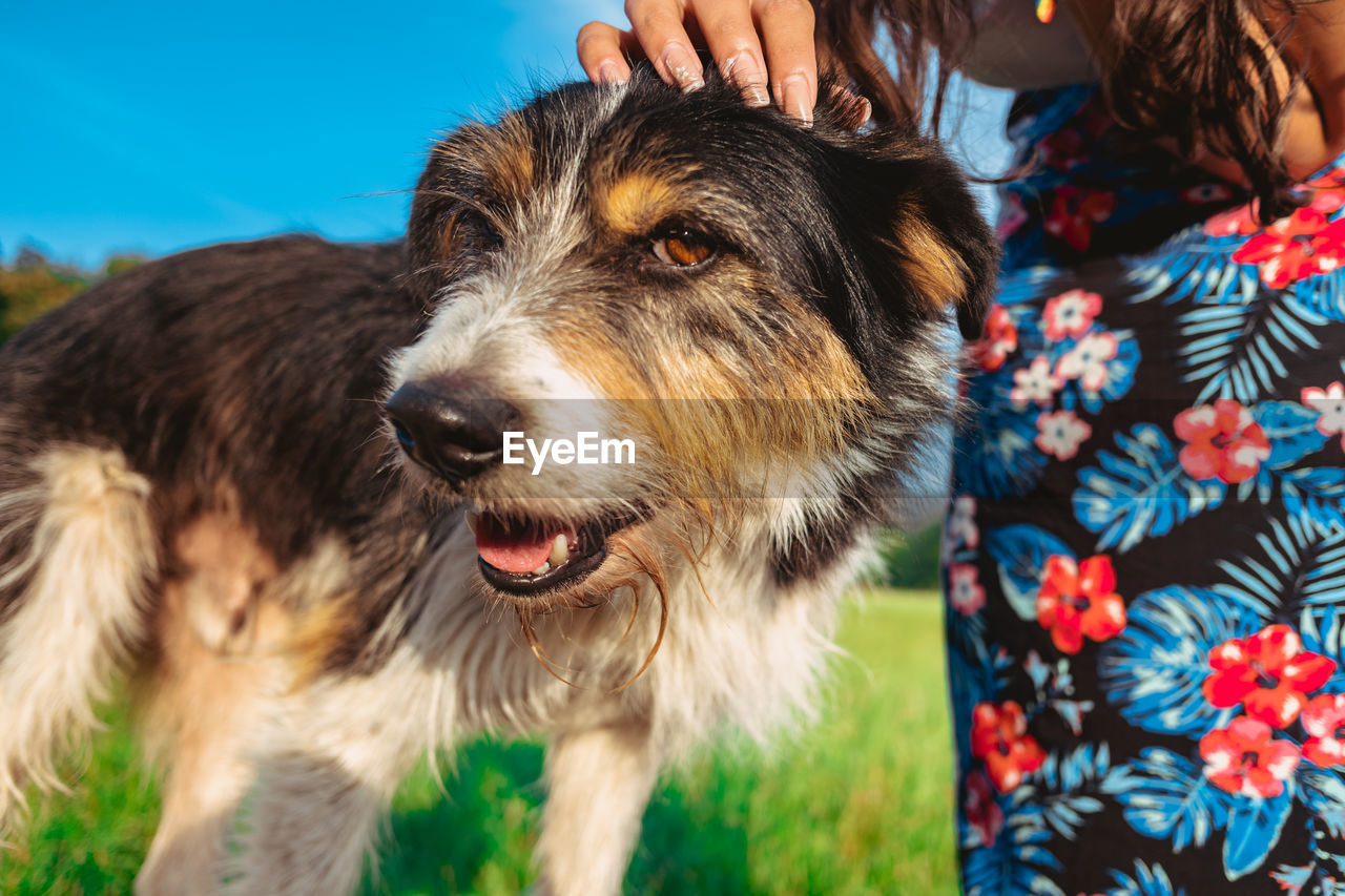 CLOSE-UP PORTRAIT OF DOG BY PERSON ON HARDWOOD FLOOR IN BACKGROUND