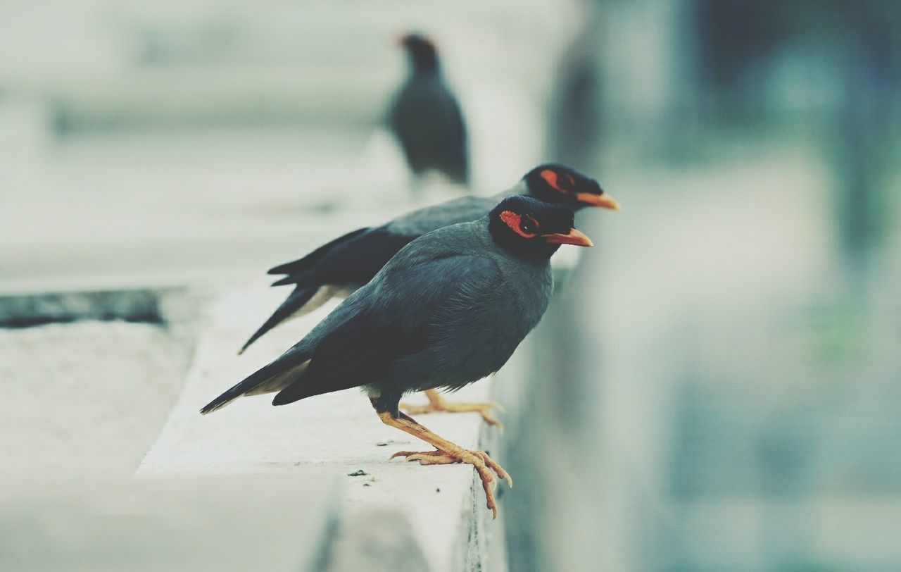 Birds perching outdoors