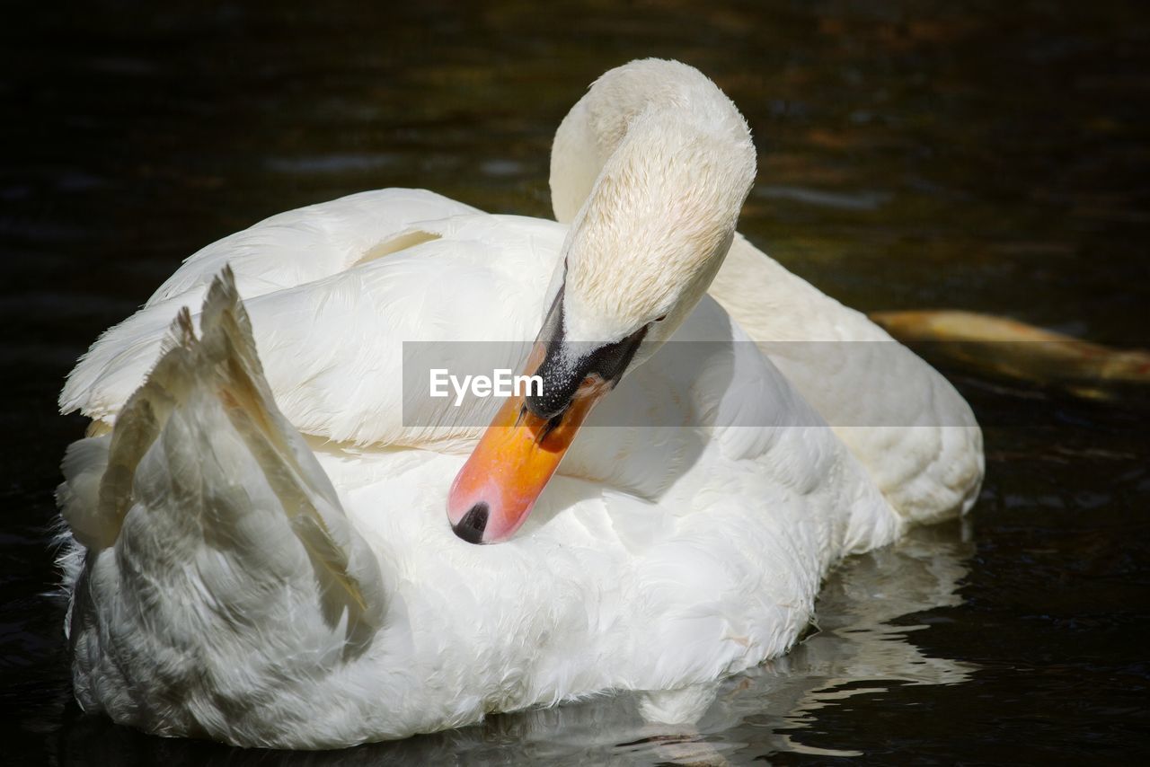 SWAN SWIMMING IN LAKE