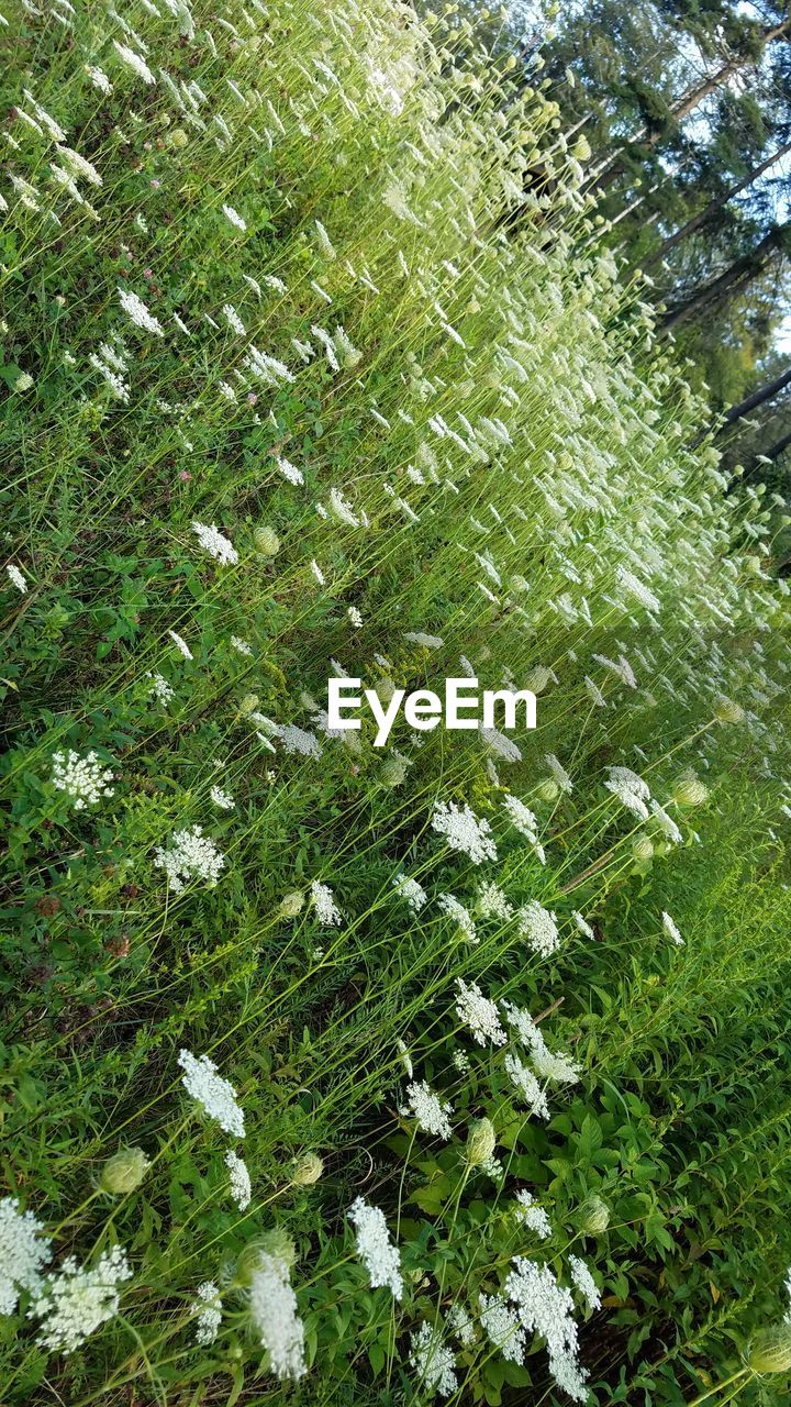 CLOSE-UP OF GREEN TREE