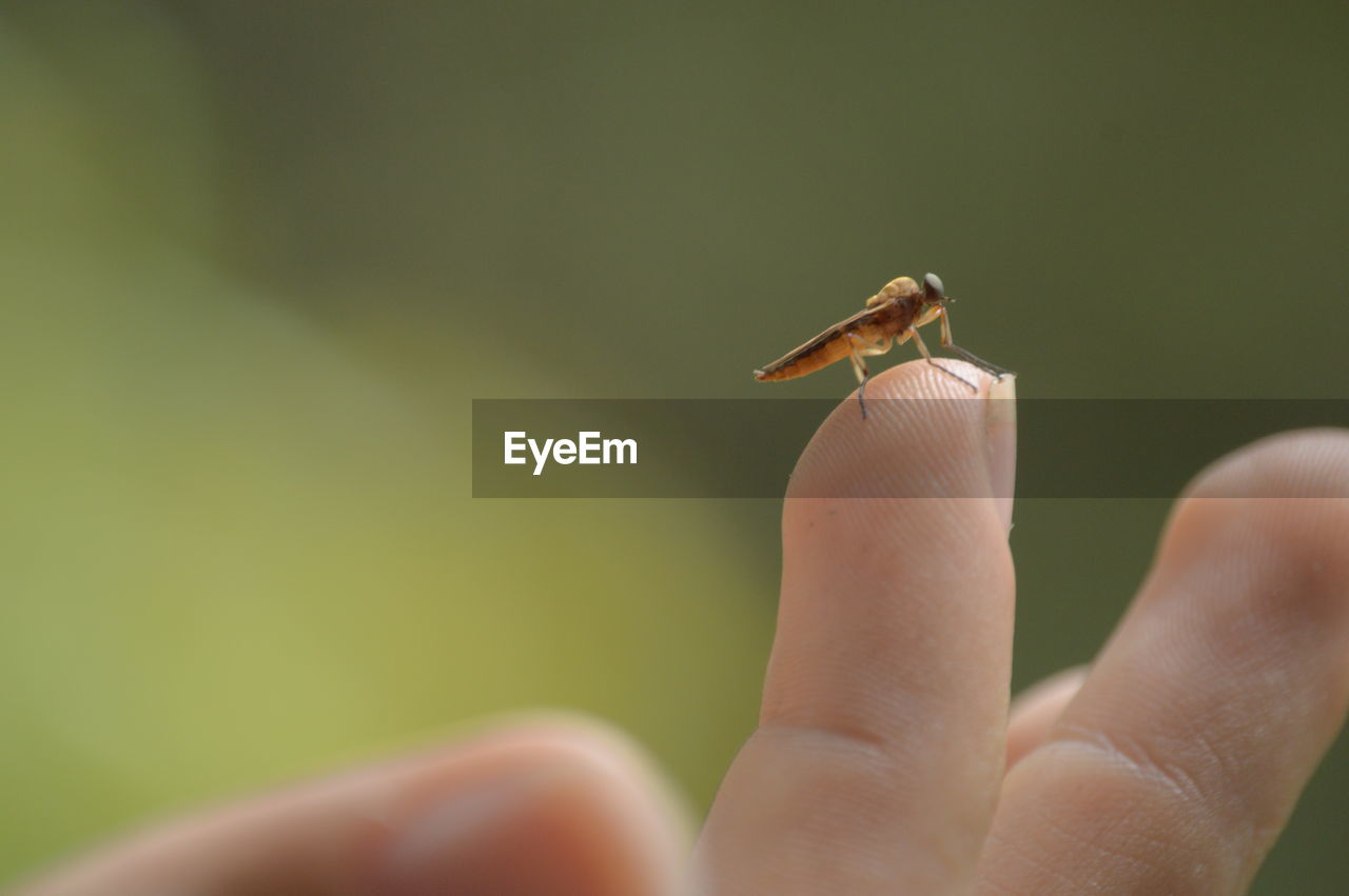 CLOSE-UP OF HAND HOLDING SNAKE