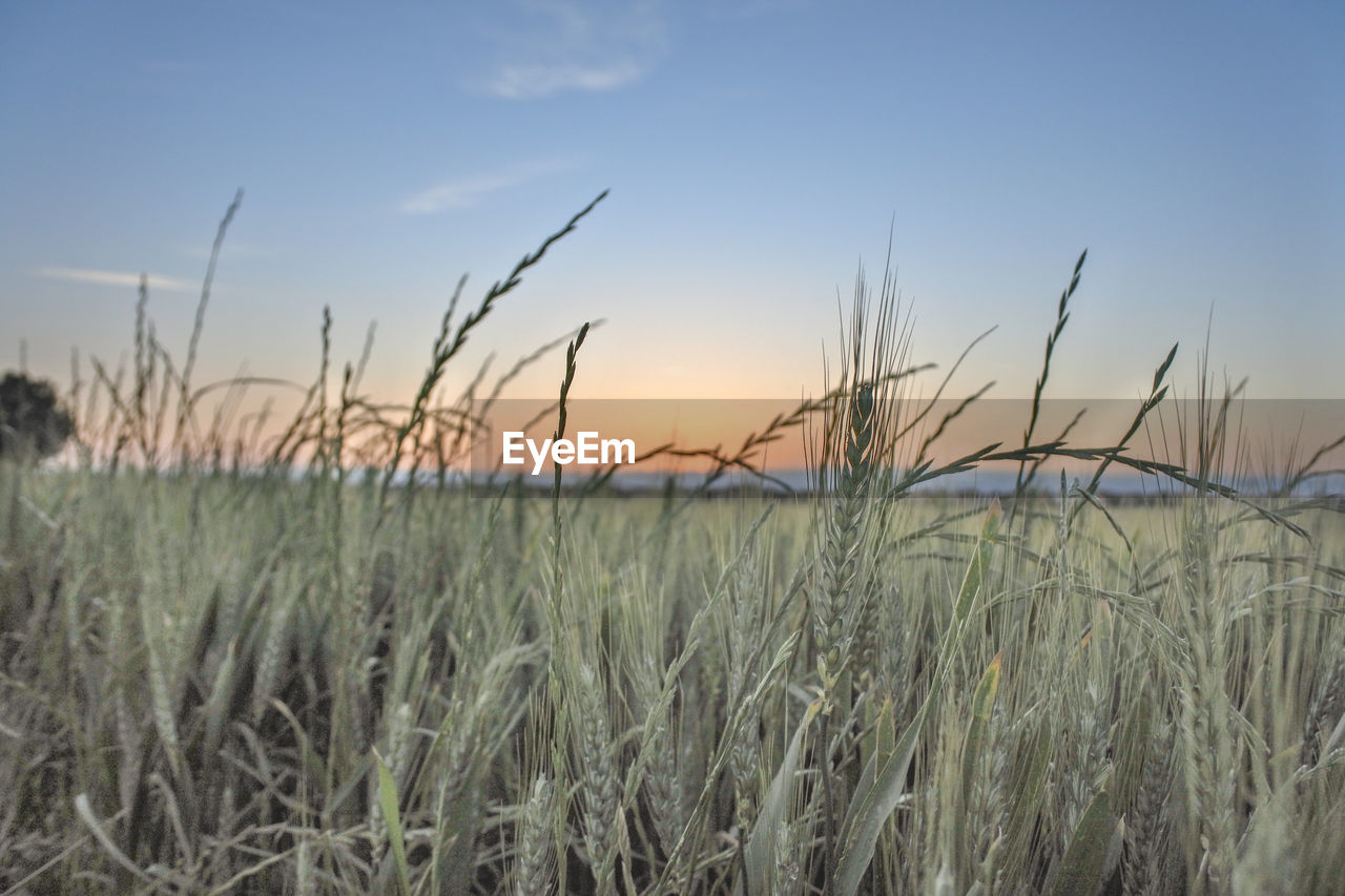 PLANTS GROWING ON FIELD AGAINST SKY DURING SUNSET