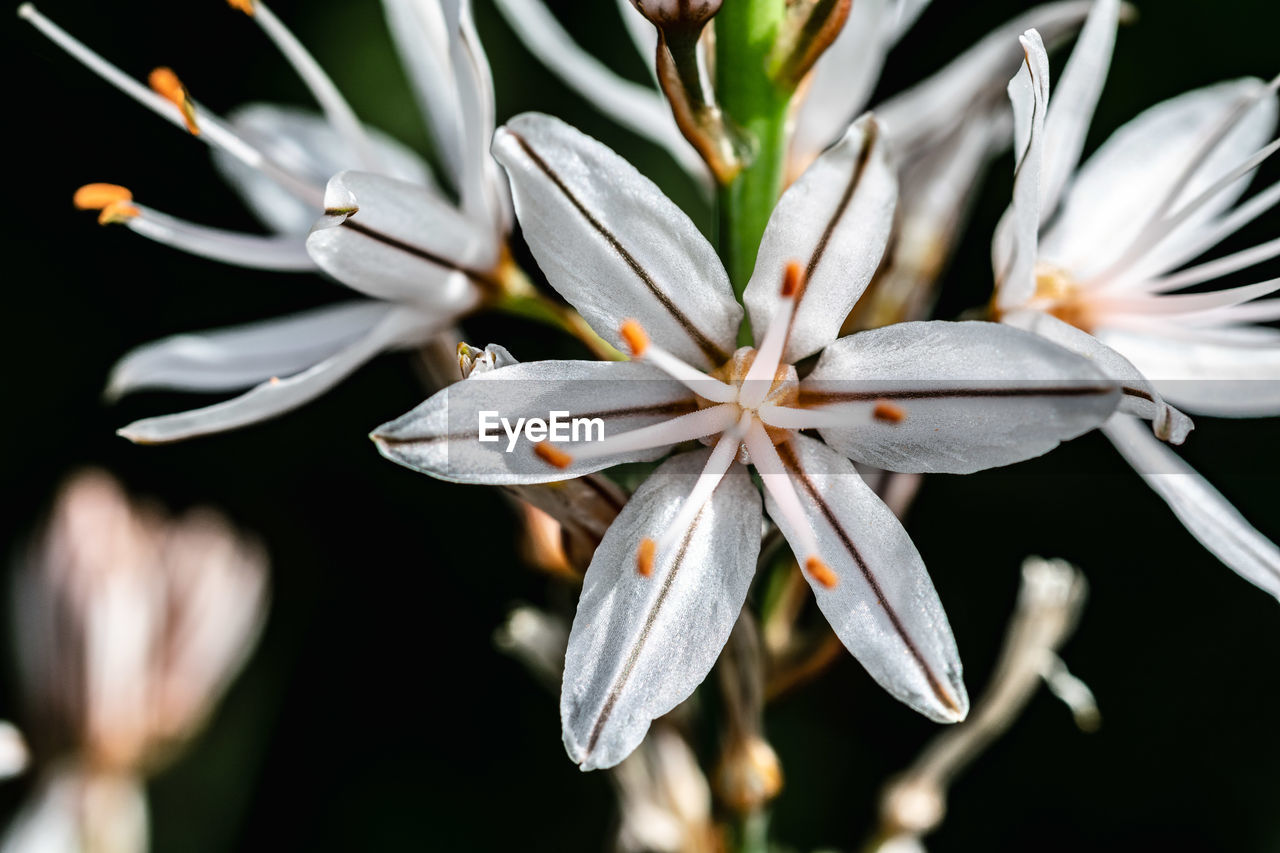 A close up image of white flowers blooming in a park around marbella