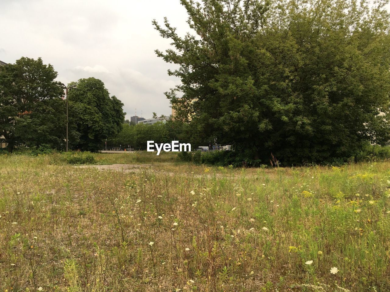 Scenic view of grassy field against sky