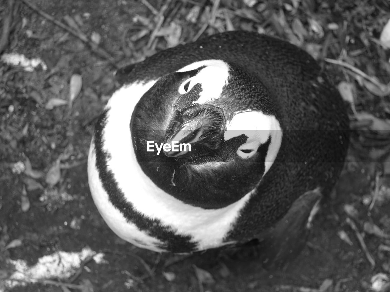 HIGH ANGLE VIEW OF BIRD ON GROUND