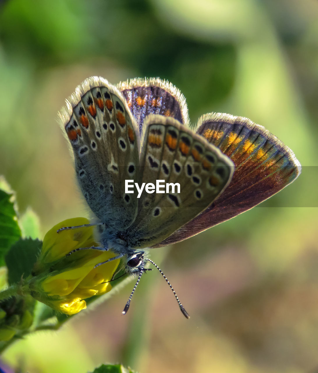 CLOSE-UP OF BUTTERFLY POLLINATING ON WHITE FLOWER