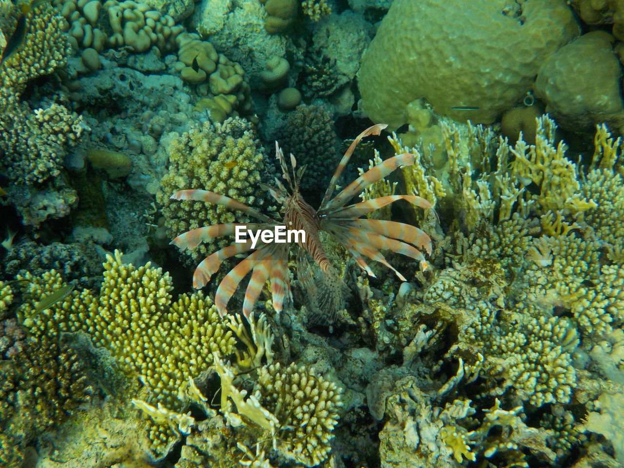 Pterois volitans red sea sharm el sheikh