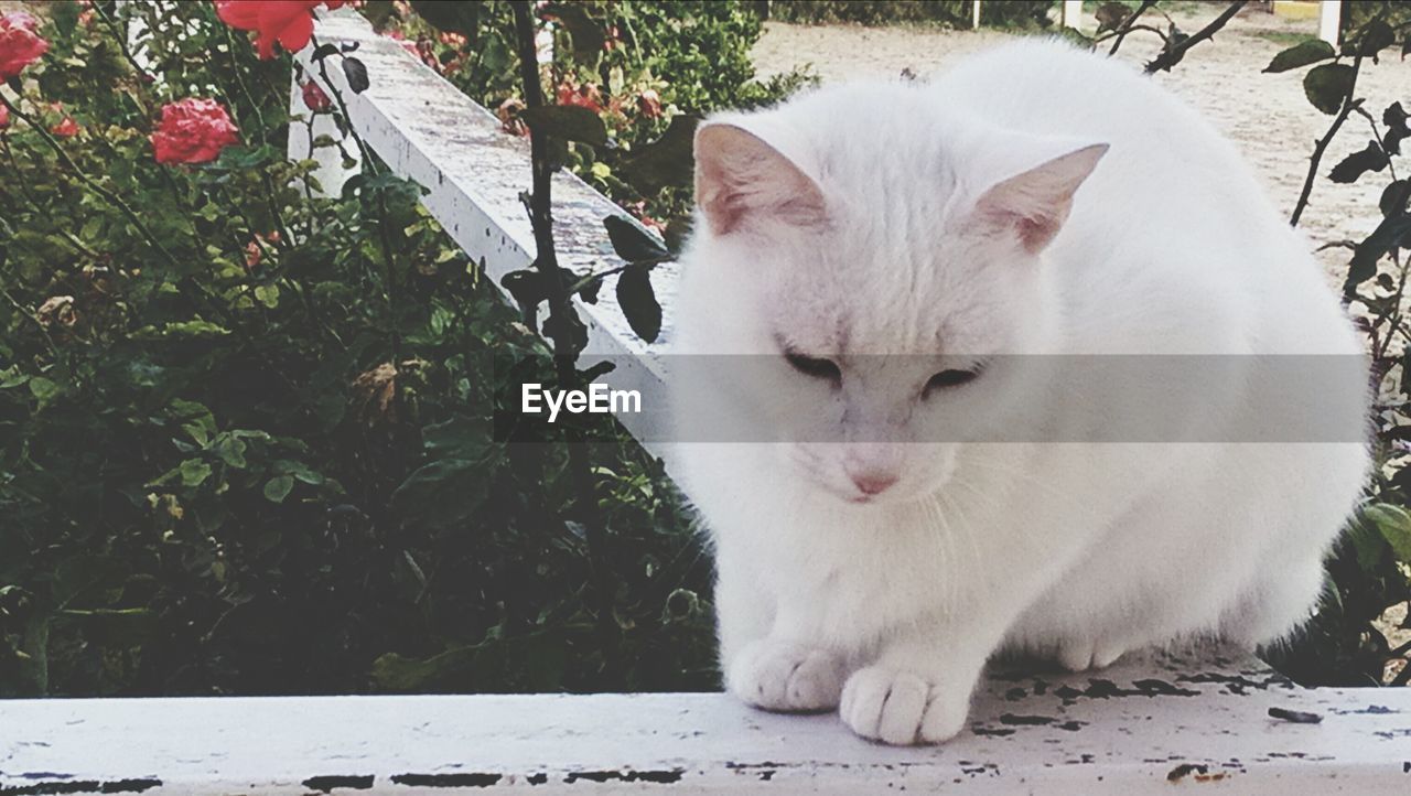 Cat on railing