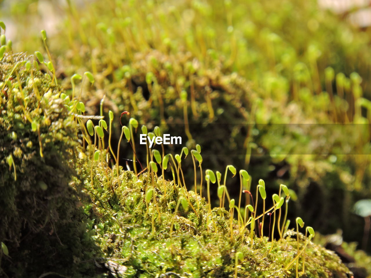 Close-up of plants growing in forest