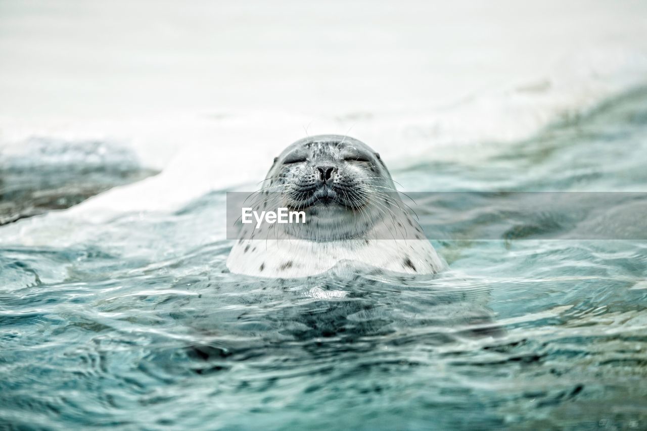 Spotted seal swimming in sea