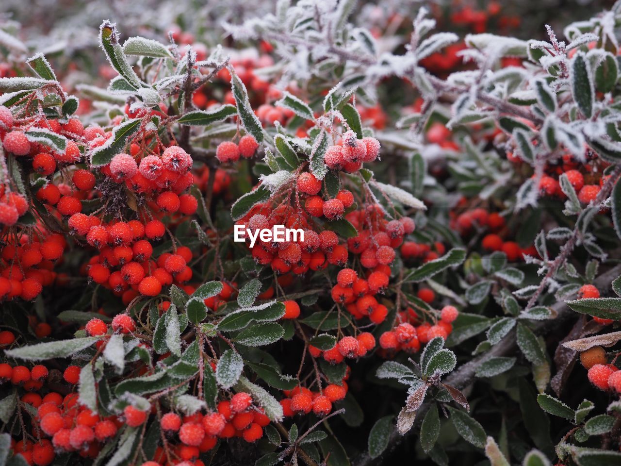 red, plant, fruit, food, food and drink, healthy eating, growth, nature, berry, no people, day, shrub, freshness, flower, beauty in nature, tree, plant part, winter, leaf, close-up, outdoors, focus on foreground, wellbeing, evergreen, cold temperature, rowan, branch, produce, rowanberry