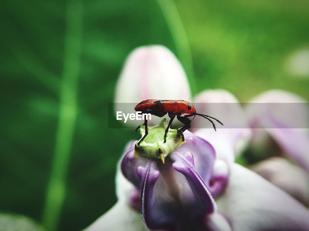 Close-up of insect on flower