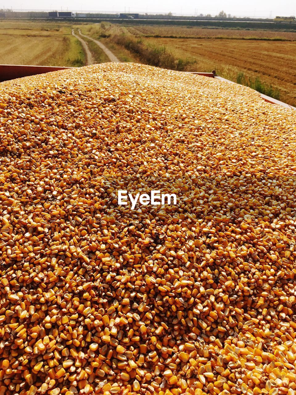 Scenic view of field during autumn