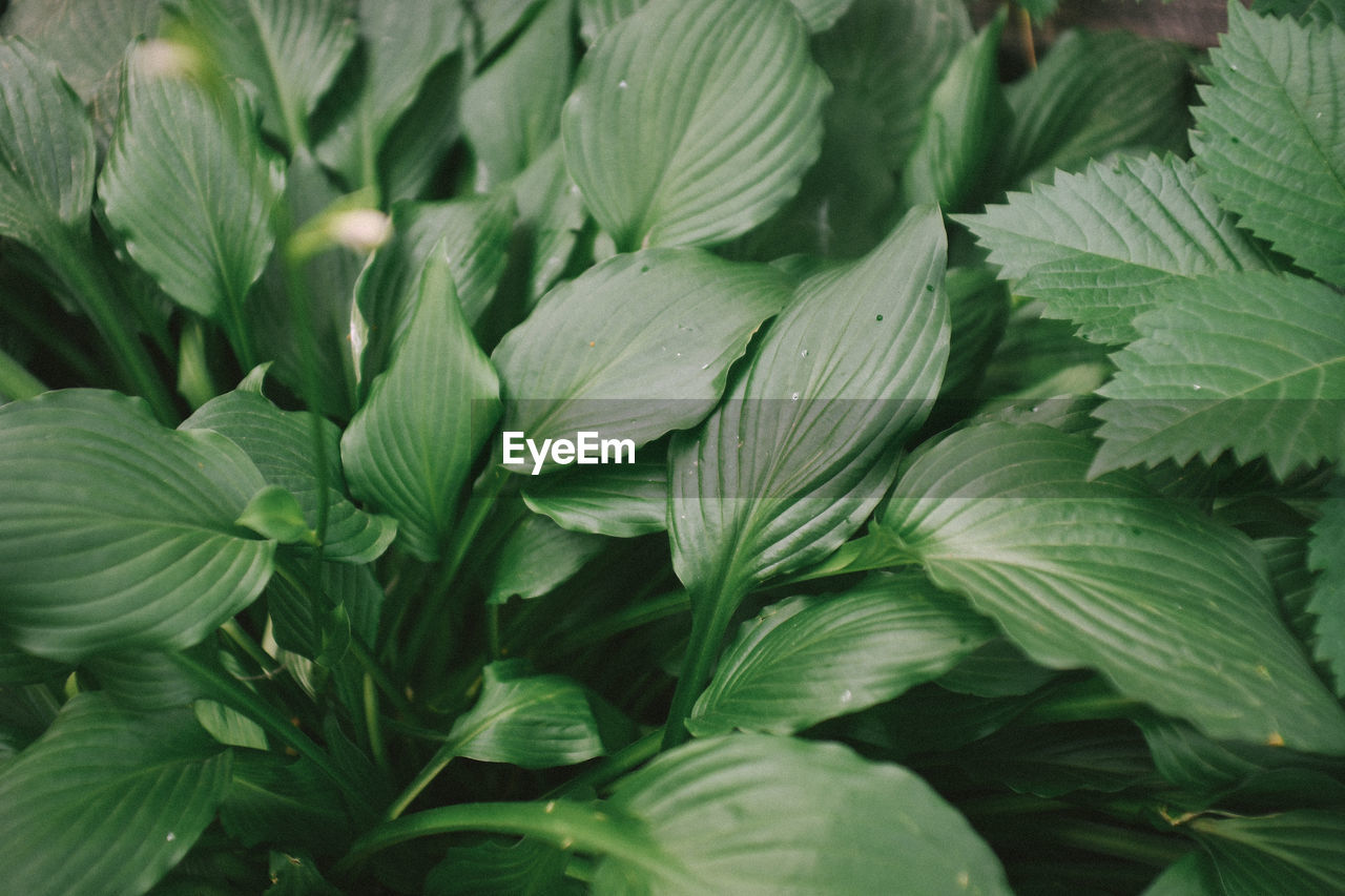 FULL FRAME SHOT OF GREEN PLANT