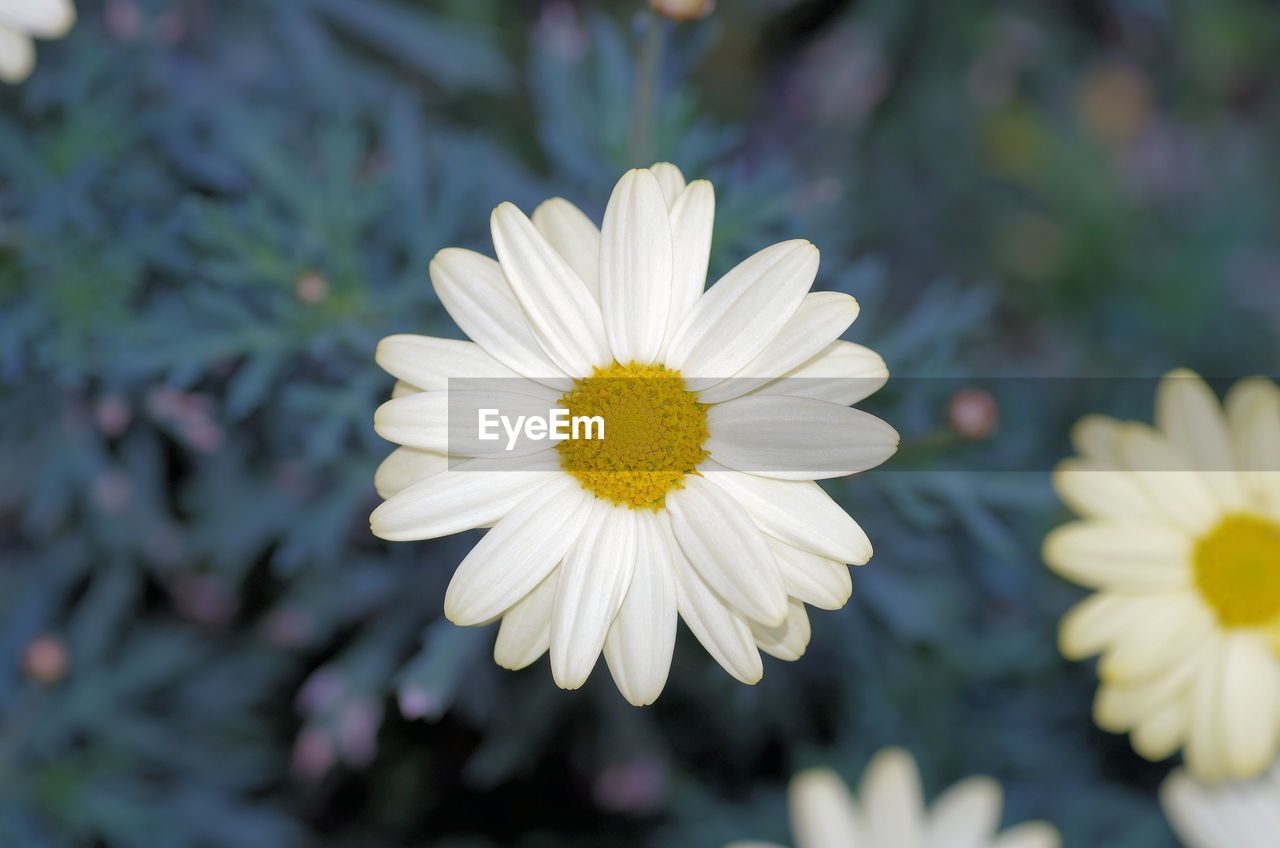 CLOSE-UP OF WHITE DAISY WITH YELLOW FLOWER