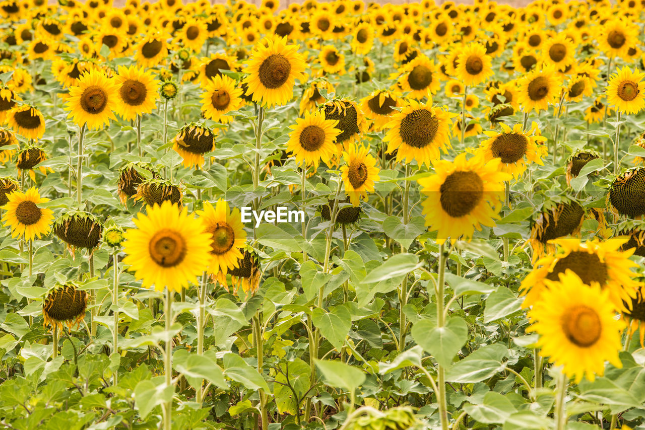 FULL FRAME SHOT OF YELLOW FLOWERING PLANT