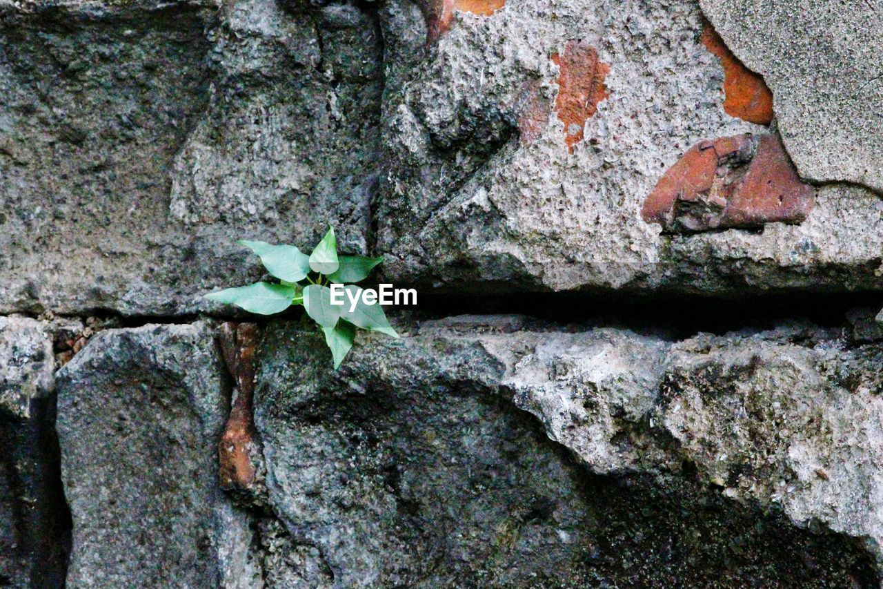 CLOSE-UP OF PLANTS AGAINST STONE WALL