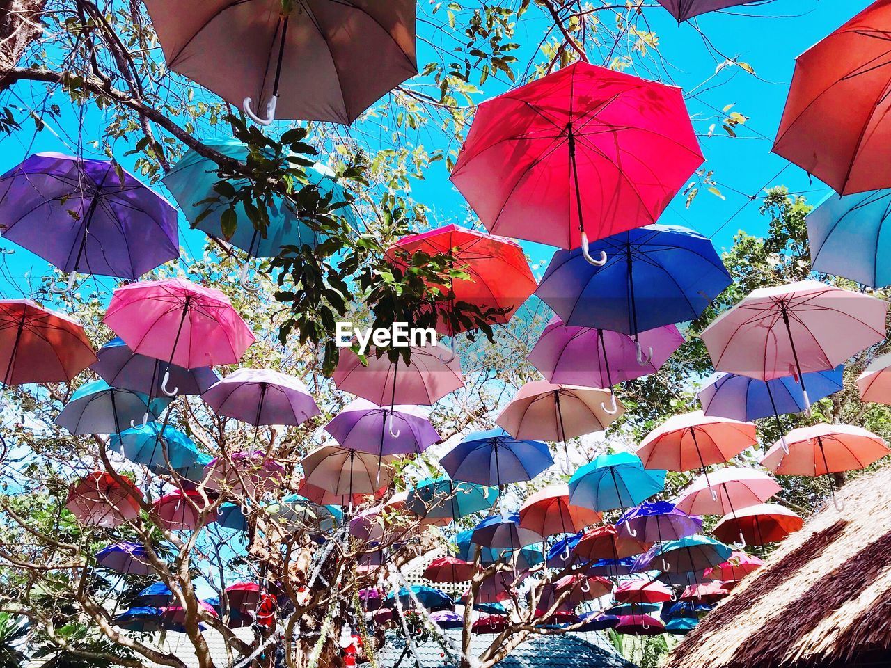 LOW ANGLE VIEW OF UMBRELLAS HANGING ON TREE