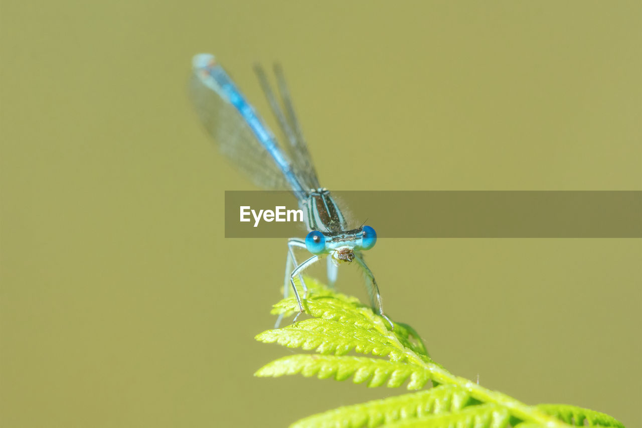 CLOSE-UP OF DAMSELFLY ON A WALL