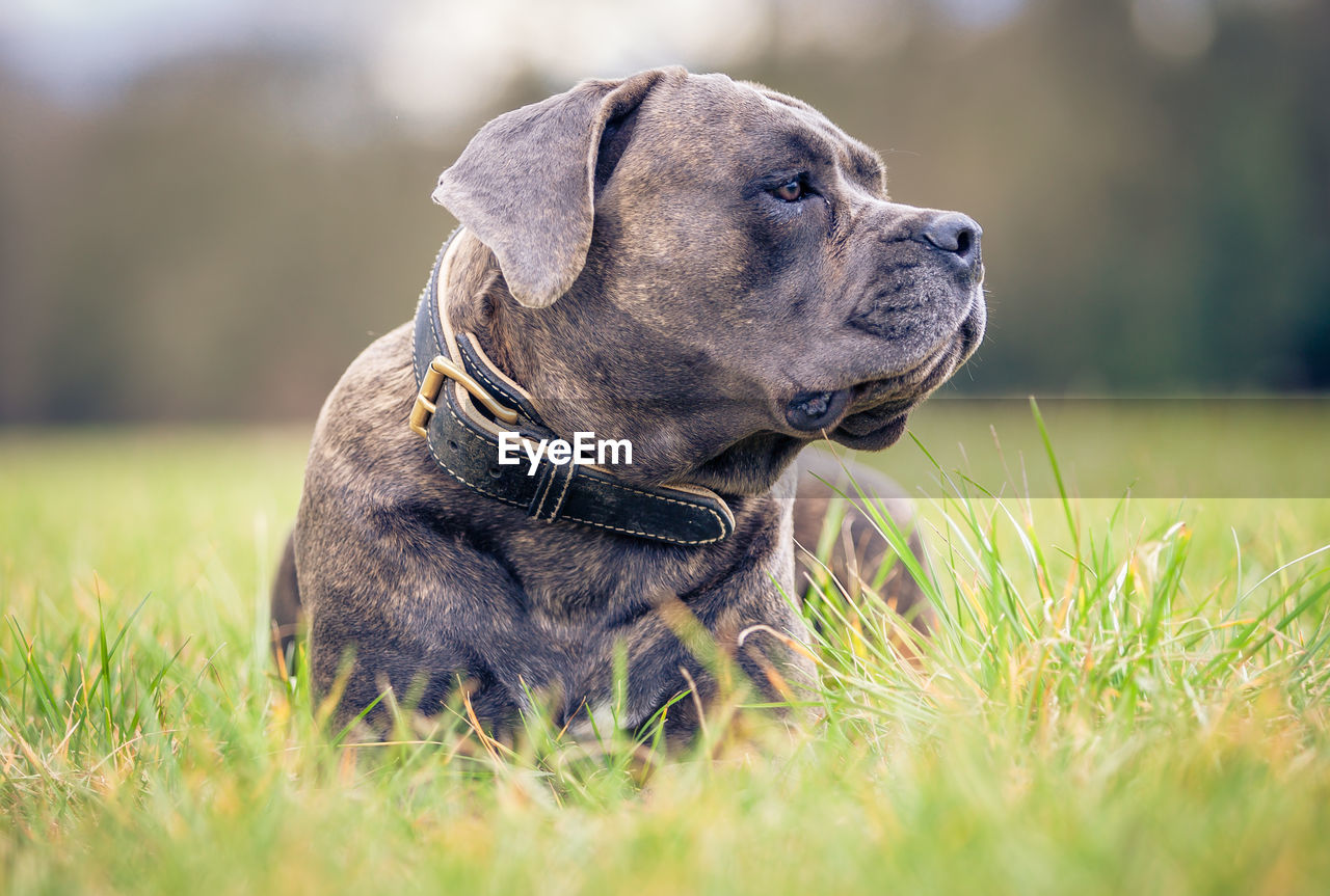 CLOSE-UP OF DOG LOOKING AWAY