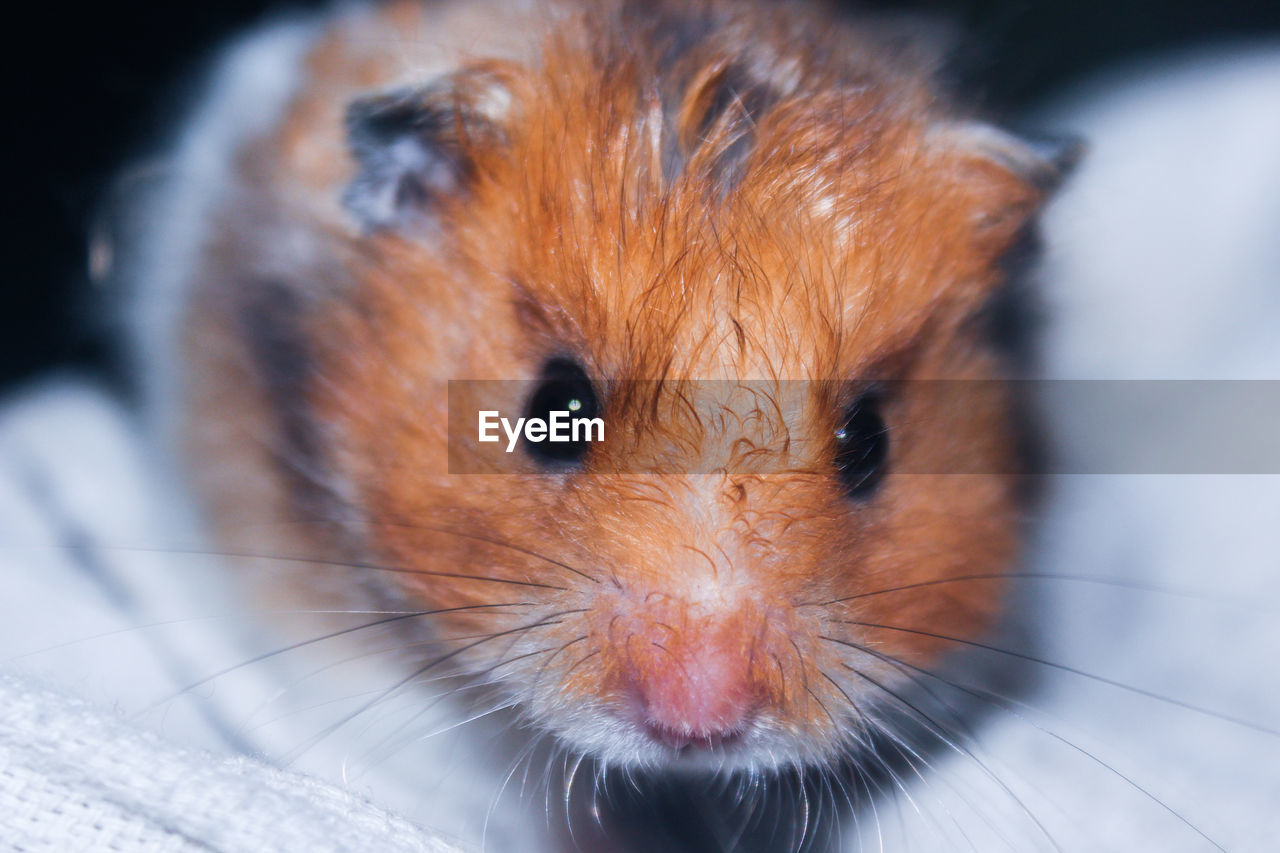 Close-up of a hamster