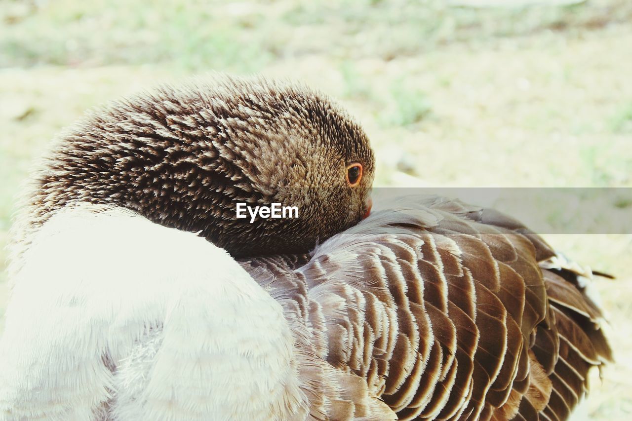 CLOSE-UP OF PELICAN